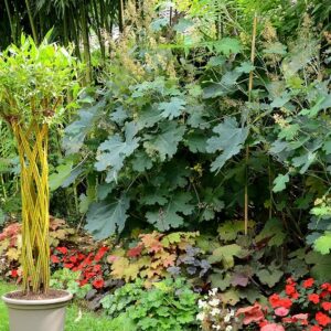 Arbre « Twisty tree » en pot
