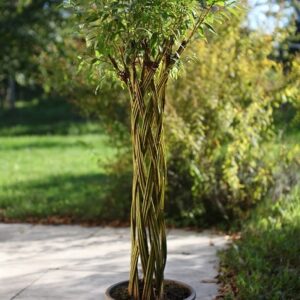 Arbre « Twisty tree » en pot