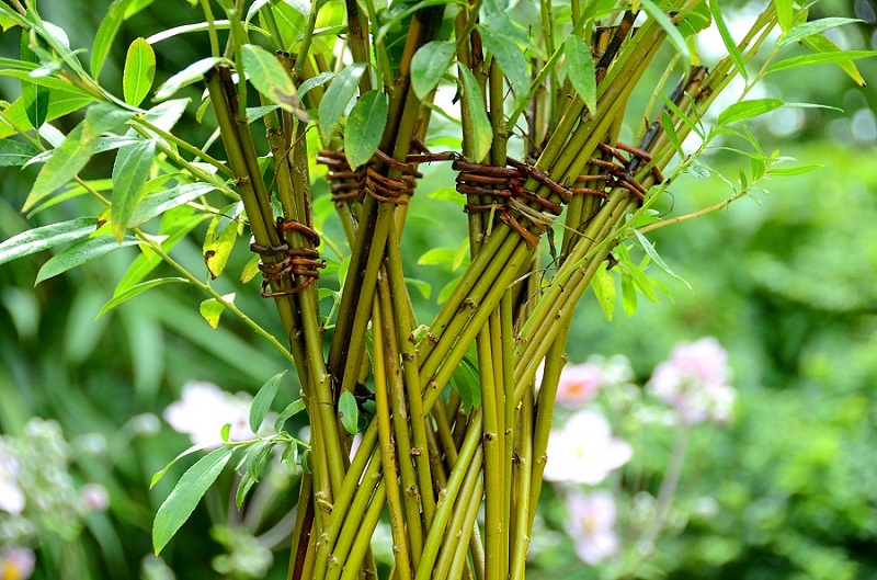 Arbre "Twisty tree" en pot Osier Vivant
