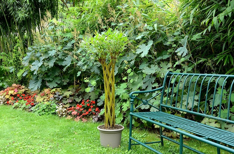 Arbre "Twisty tree" en pot Osier Vivant