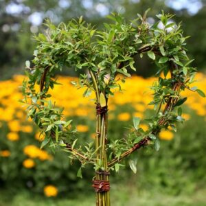 Coeur en osier vivant vendu en pot