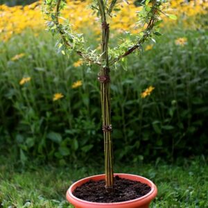 Cœur tressé en osier vivant prêt à planter.