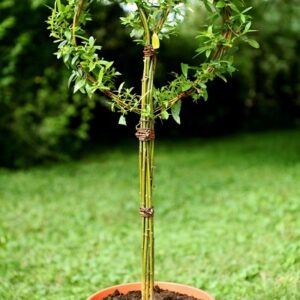 Coeur en osier vivant vendu en pot