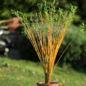 Bouquet faisceau en kit