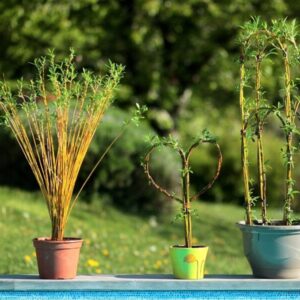 Bouquet faisceau en kit