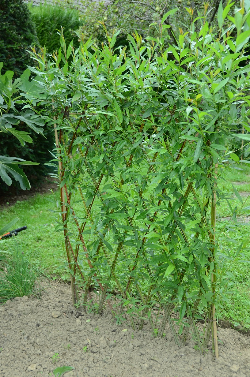 Haie En Bois Tresse : Home ? Haie en osier vivant ? Mini haie en osier vivant vendue en Haie En Bois Tresse : Home ? Haie en osier vivant ? Mini haie en osier vivant vendue en