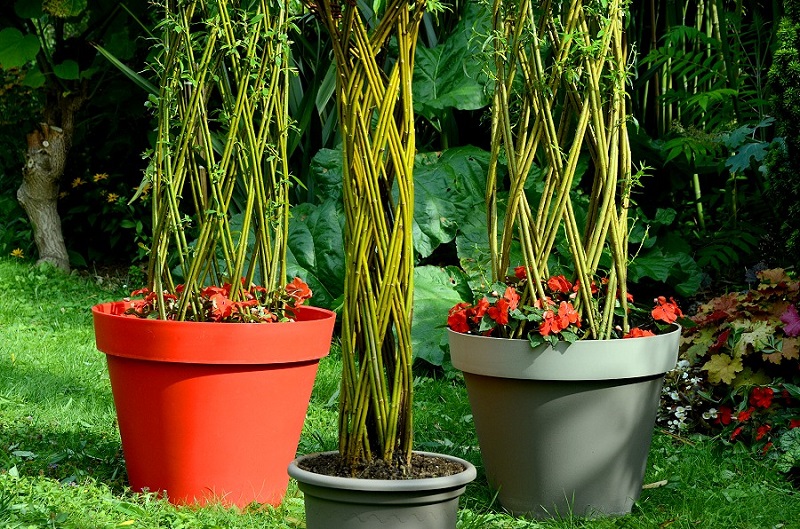 osier vivant saule tressé loisirs créatifs colonne Osier Vivant