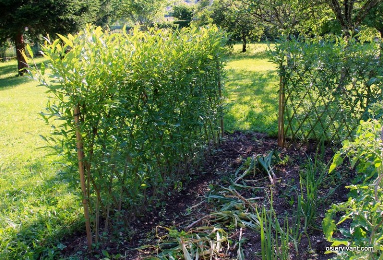 Conseils pour les haies d