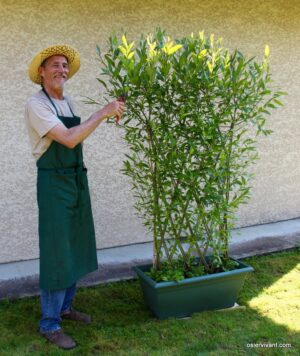 Panneau tressé prêt à planter. 60 ou 80 cm de long – Image 2