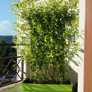 Mini haie ‘Green Wall’ vendue en kit