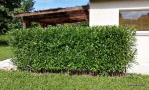 70 brins de 2.20 m coupés à 1.70 m – Image 7