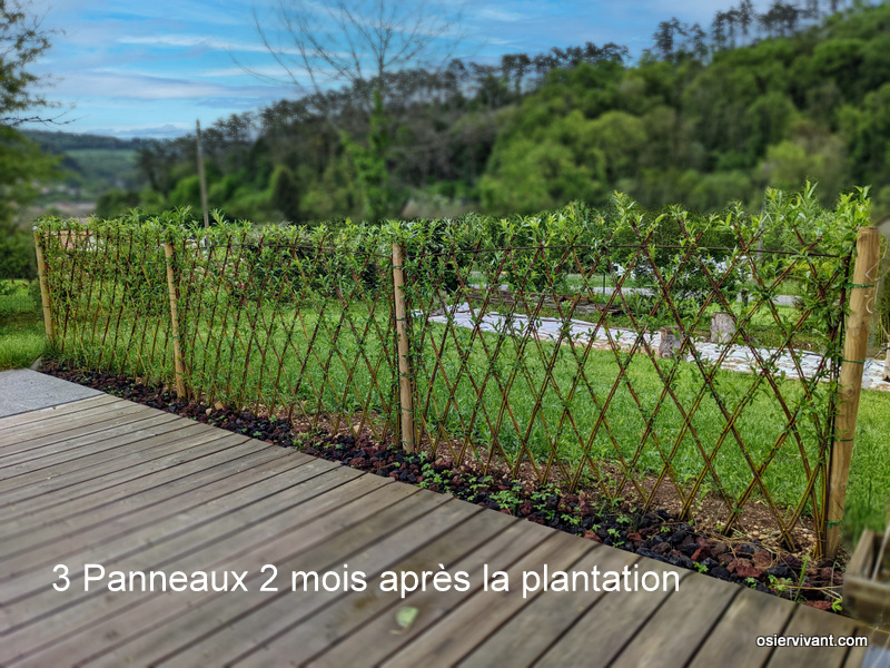 Panneau tressé prêt à planter 1.70 m de long - Osier Vivant